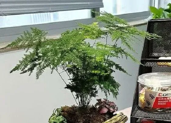 植物播种|文竹什么时候播种合适