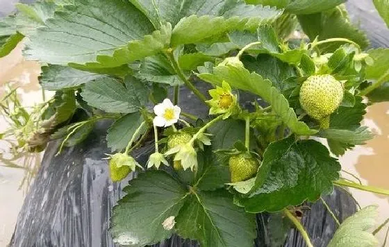 种植方法|草莓无土栽培方法 无土栽培技术及注意事项