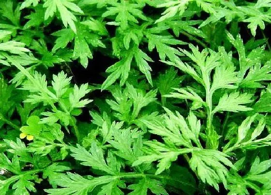 植物种类|艾草是多年生植物吗