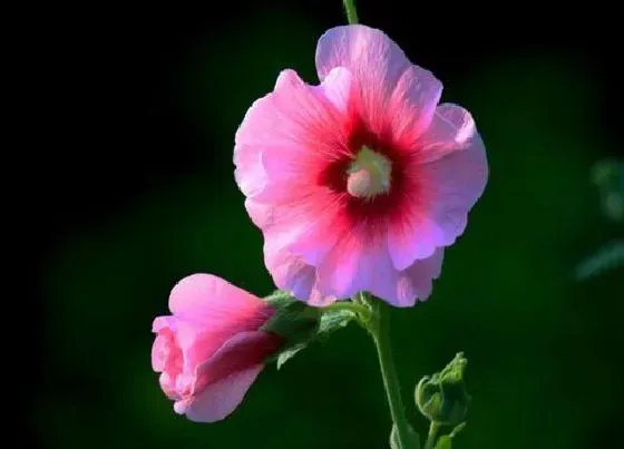 花语|蜀葵花的花语和寓意是什么 开花代表什么含义