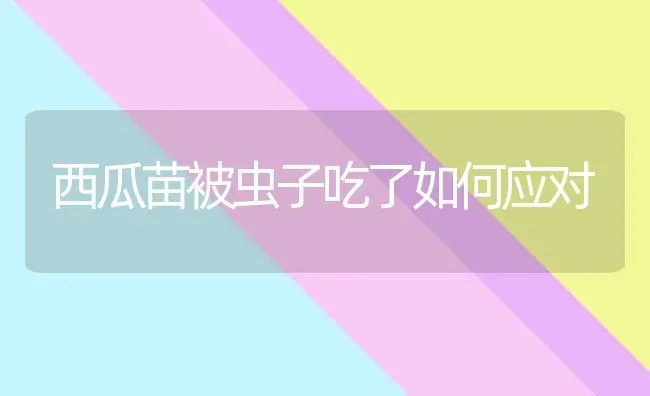 西瓜苗被虫子吃了如何应对 | 瓜果种植