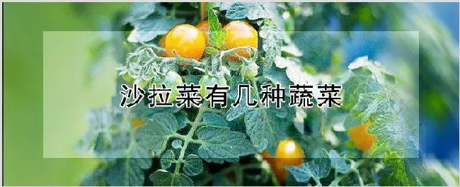 沙拉菜有几种蔬菜 | 农业技术