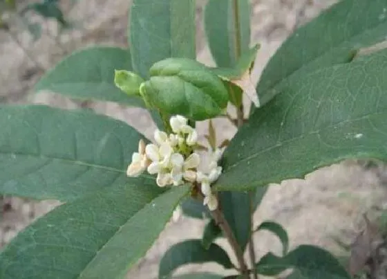 植物修剪|日香桂什么时候剪枝合适