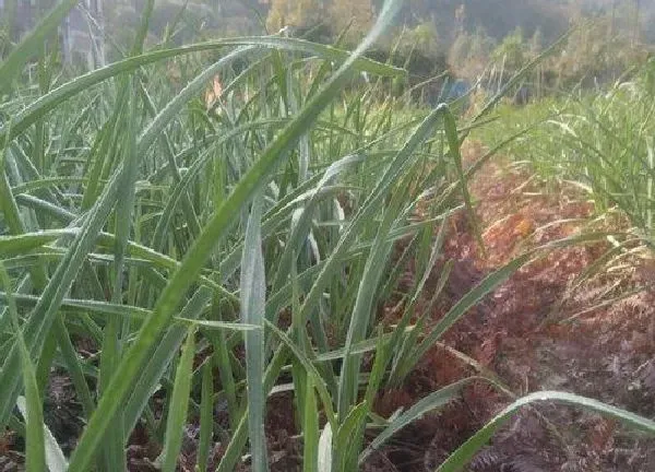 植物浇水|大蒜几天浇一次水 春夏秋冬各不同
