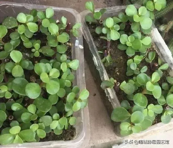 植物扦插|多肉金枝玉叶用什么土扦插好（金枝玉叶花的扦插养殖方法）