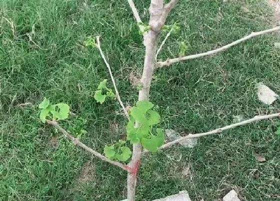 植物百科|银杏树开花吗 开花什么样子