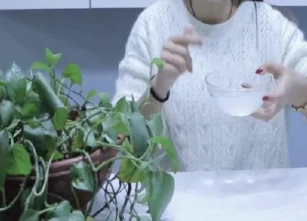 植物浇水|煮鸡蛋的水可以浇花吗