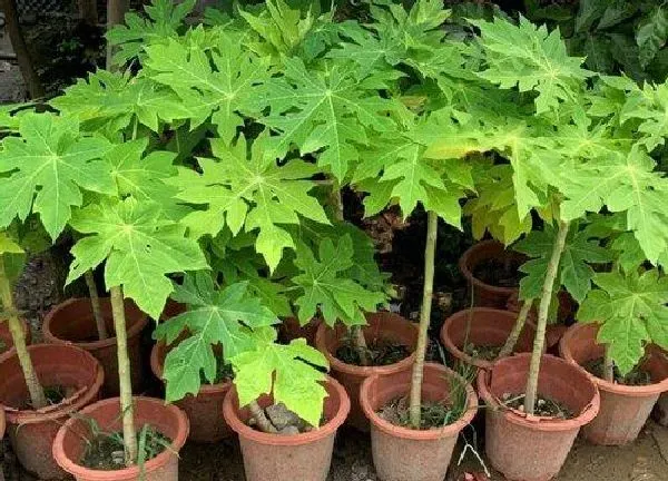 植物浇水|木瓜树多久浇一次水