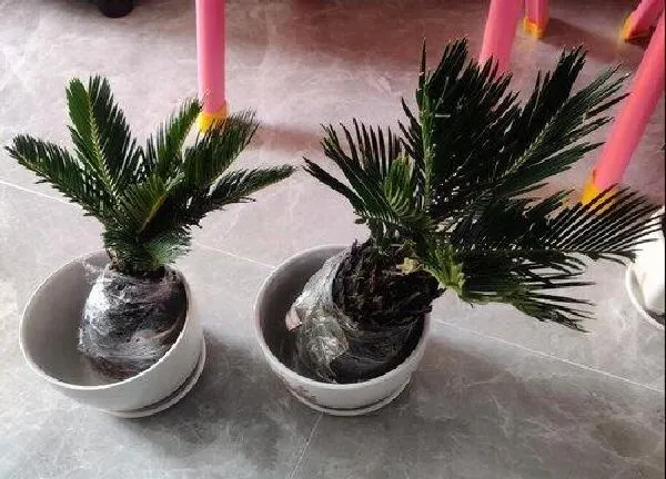 植物移栽|铁树什么时候换盆好