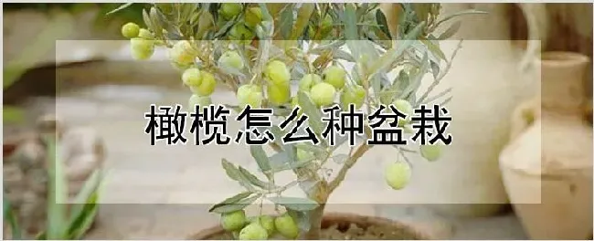 橄榄怎么种盆栽 | 农业科普