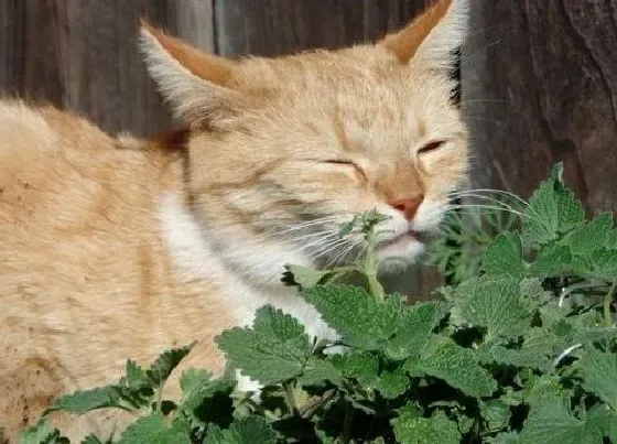 植物百科|人吃的荆芥是猫薄荷吗（河南人食用荆芥和猫薄荷的区别）