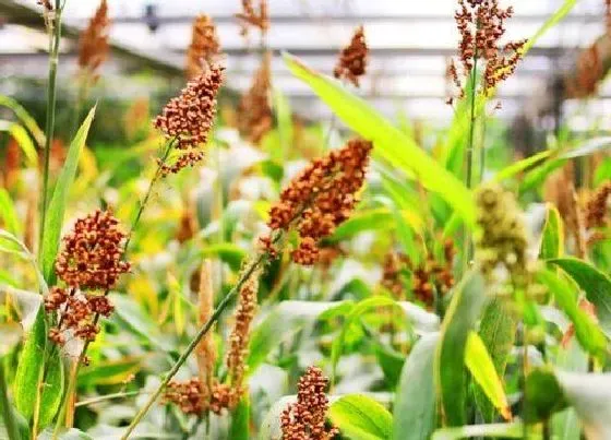 植物百科|蜀黍是什么植物的俗称（蜀黍和高粱有区别吗）