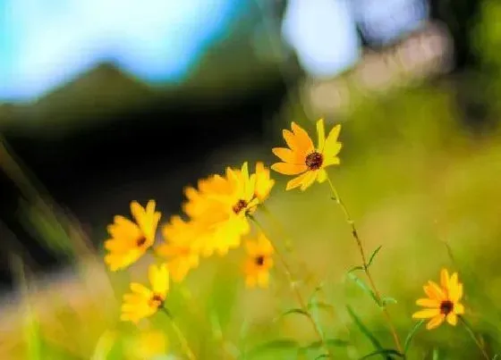 花语|太阳花代表什么花语