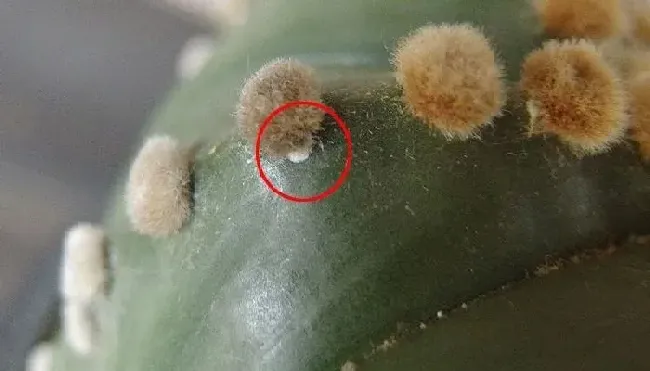 植物虫害|防治蚧壳虫用什么药效果好（土里的蚧壳虫怎样处理最见效）
