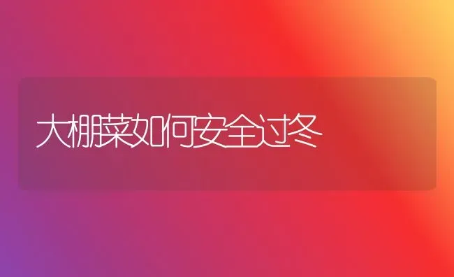 大棚菜如何安全过冬 | 蔬菜种植