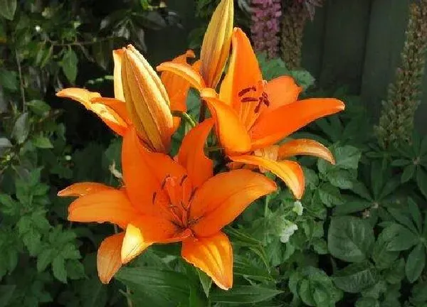 养殖方法|百合花的养殖方法和注意事项有哪些