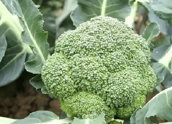 植物施肥|西兰花施什么肥最好