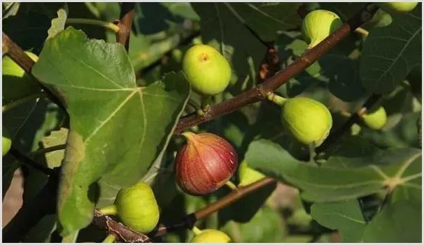 无花果褐腐病的症状及防治措施 | 植物病害