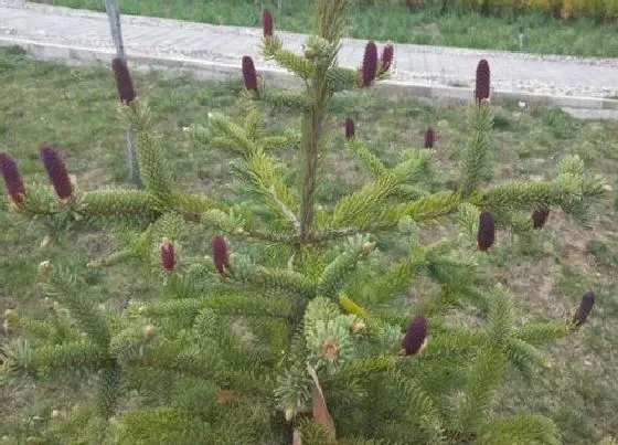 植物修剪|云杉怎么修剪 云杉盆景修剪方法与技巧