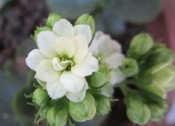 植物百科|长寿花有开白色花的吗（白颜色几种长寿花叫什么名字）