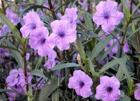 冬天植物|翠芦莉耐寒吗