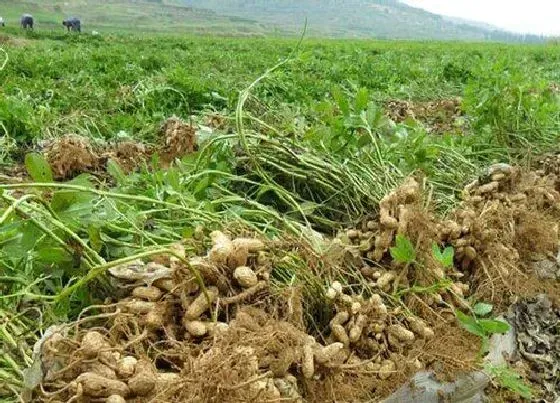 种植方法|北方花生种植时间和方法