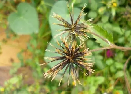 植物百科|鬼针草生长在什么地方