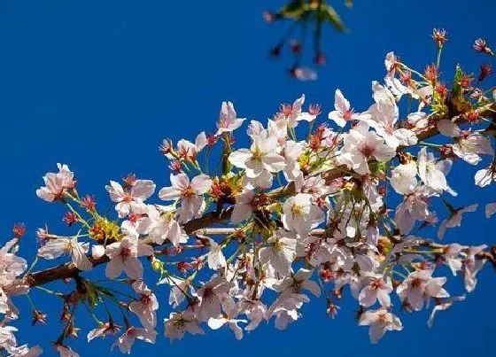 种植管理|樱花生长速度快慢 一年能长多少