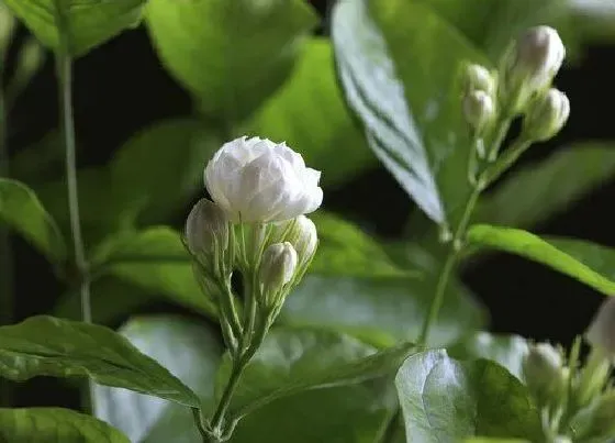 植物香味|茉莉有香味吗