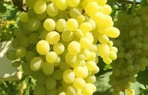 果实科普|提子几月开花结果 什么时候开花结果