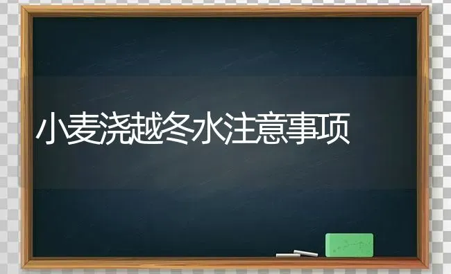 小麦浇越冬水注意事项 | 粮油作物种植