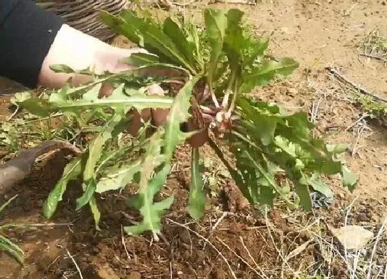 食用须知|蒲公英花可以吃吗