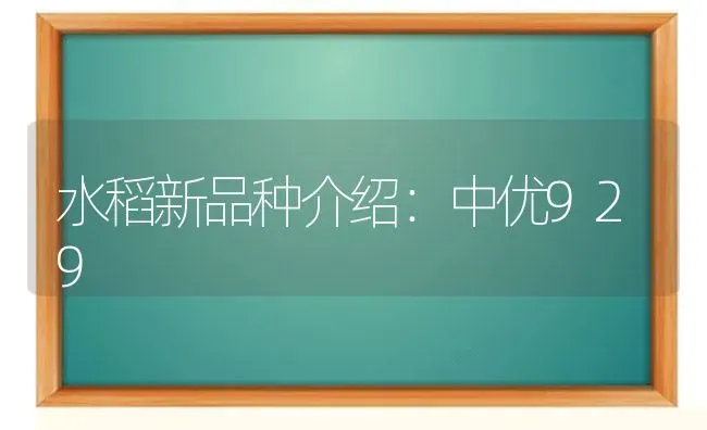 水稻新品种介绍：中优929 | 粮油作物种植