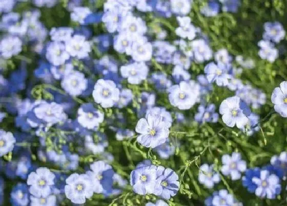 植物百科|亚麻是什么植物类别