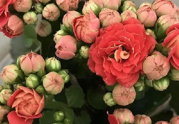 盆景|长寿花老桩怎么养 修剪造型与养殖方法