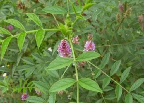 种植管理|甘草的生长周期是多长时间