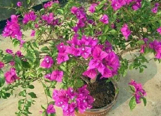 开花时间|三角梅什么时候开花 一年开几次花