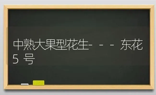 中熟大果型花生---东花5号 | 瓜果种植