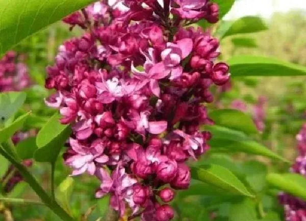 植物扦插|丁香花几月份扦插最好