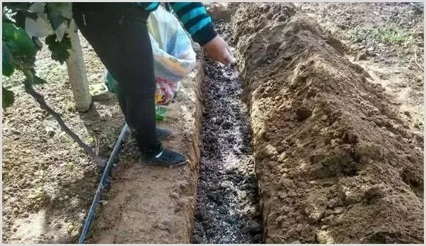 果树9-10月施基肥的好处作用 | 农业科普