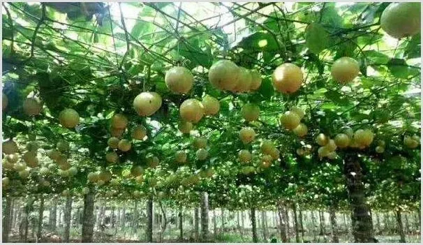 百香果只长叶不结果的原因是什么?如何解决? | 耕种资料
