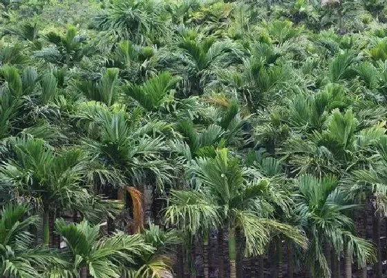 植物种类|槟榔是树还是草 属于常绿乔木