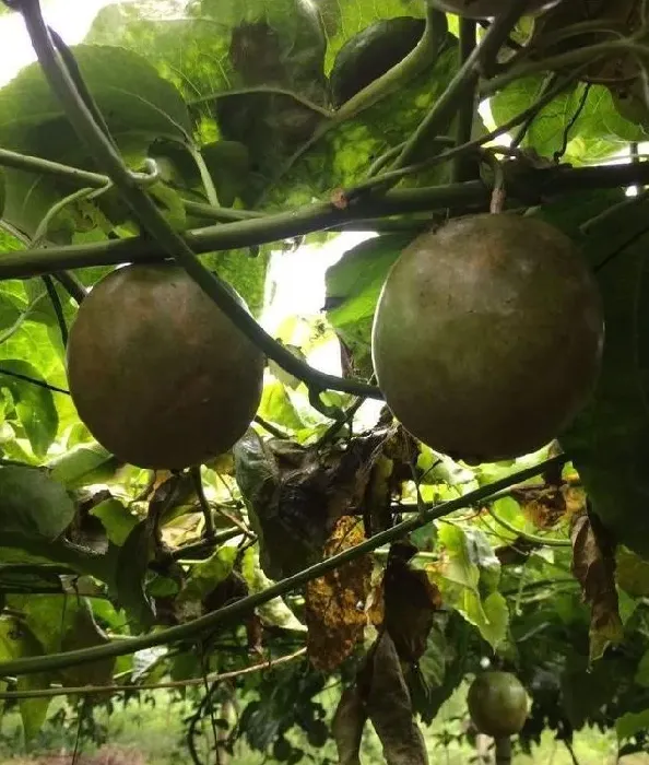 百香果萎凋枯死病因及防治指南 | 种植技术