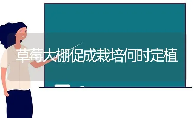 草莓大棚促成栽培何时定植 | 瓜果种植