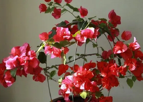 开花时间|三角梅什么时候开花 一年开几次花