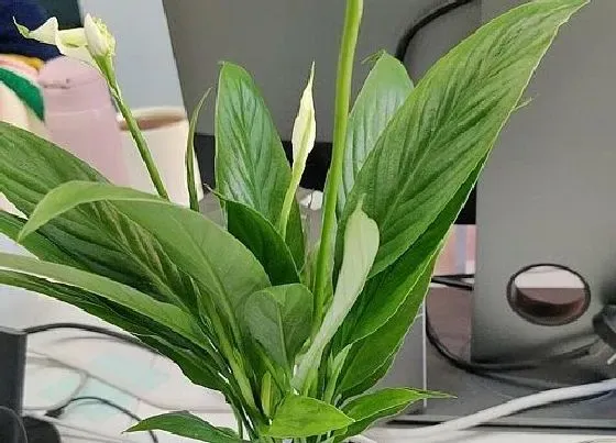 风水百科|白鹤芋的风水作用与功效 摆放哪里招财