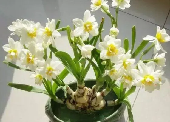 花语|什么花代表自负自恋