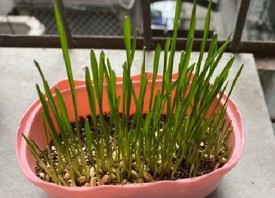 植物播种|猫草种子怎么种植