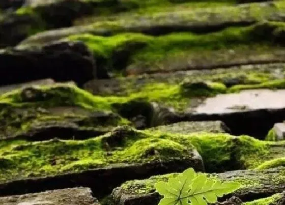 种植土壤|苔藓可以种兰花吗