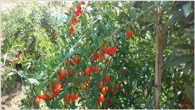 枸杞追施叶面肥的好处 | 种植技术
